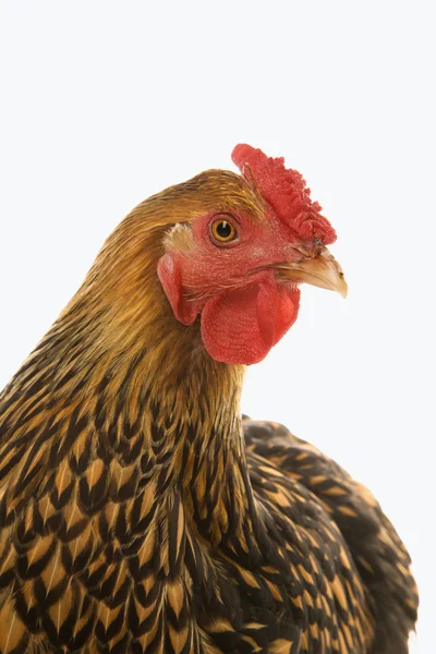 Złoty kurczak splecione wyandotte. — Zdjęcie stockowe