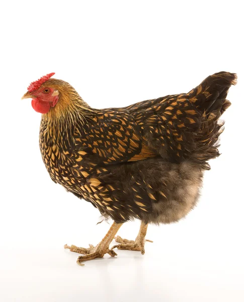 Golden spetsad wyandotte kyckling. — Stockfoto