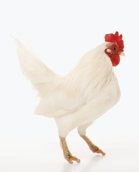 Eski İngiliz bantam rooster. — Stok fotoğraf