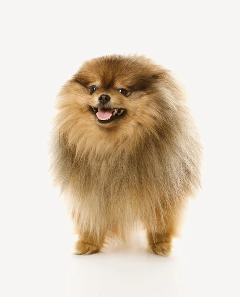 Pluizig bruine Pommeren hond. — Stockfoto