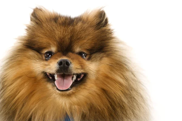 Pomeranian dog portrait. — Stock Photo, Image