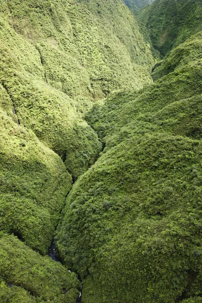 マウイ島の熱帯雨林. — ストック写真