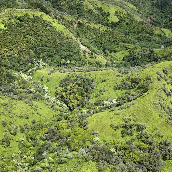 熱帯雨林の丘. — ストック写真
