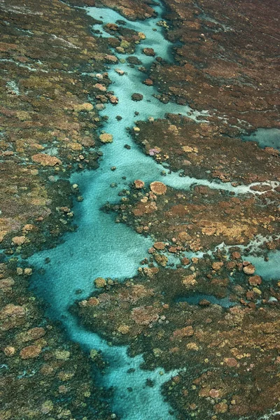 Τροπικός κοραλλιογενής ύφαλος. — Φωτογραφία Αρχείου