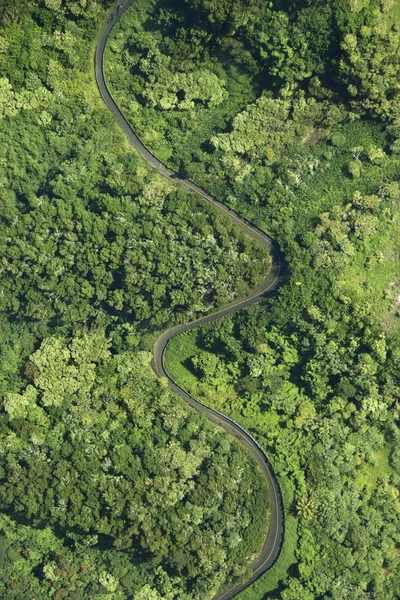 Weg door bos. — Stockfoto