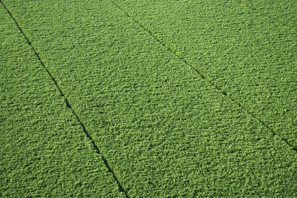 stock image Sugarcane crop.