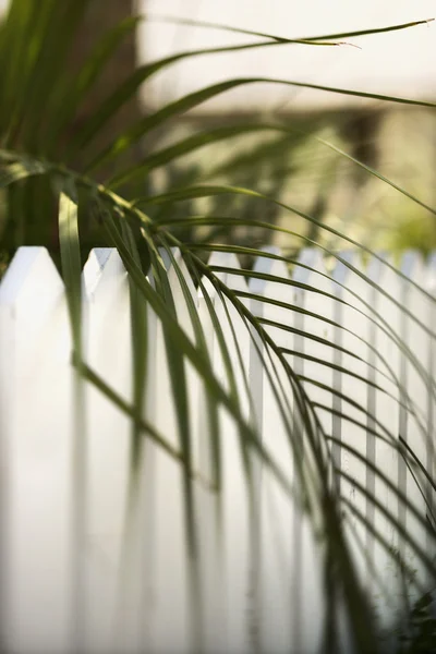 Feuille de palmier sur la clôture de piquet . — Photo