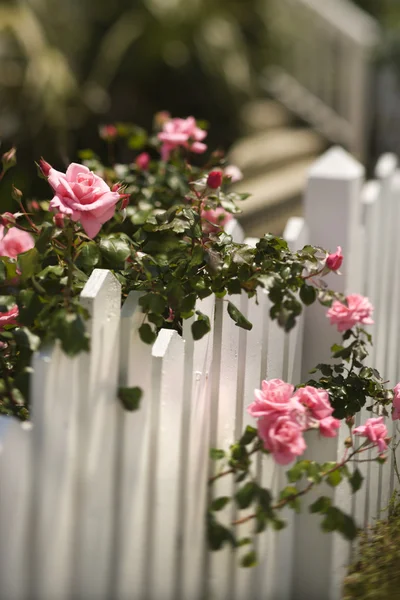 Rosen wachsen über Zaun. — Stockfoto