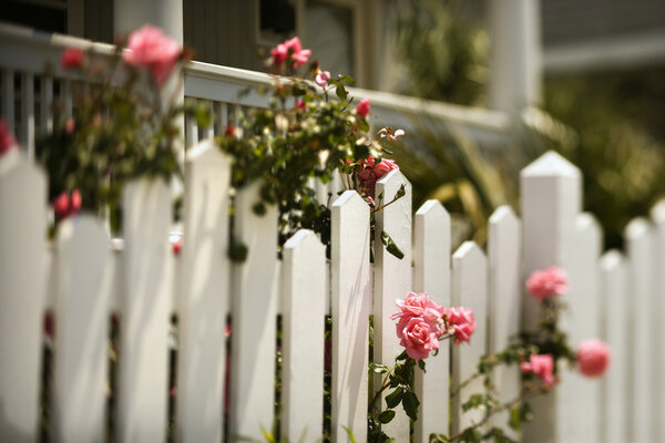 Розы, растущие через забор
.