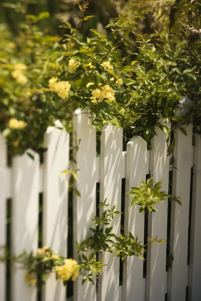 Roses growing over fence. — Stock Photo, Image