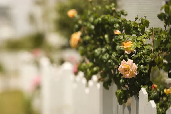 Picket fence with rose bush. — Stock Photo, Image