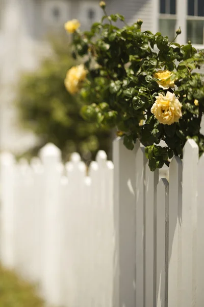 Picket fence with rose bush. — Stock Photo, Image