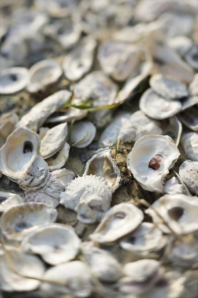 Stapel oesterschelpen. — Stockfoto