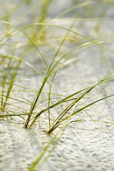 Strand gras op kale hoofd eiland. — Stockfoto
