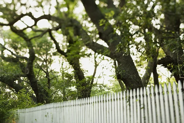 Weißer Lattenzaun mit Bäumen. — Stockfoto