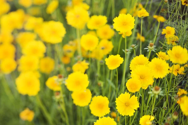 Flores amarelas crescendo selvagem . — Fotografia de Stock
