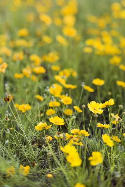 Fleurs jaunes poussant sauvage . — Photo