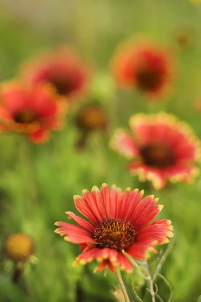 Red and yellow flowers growing wild. — Stock Photo, Image