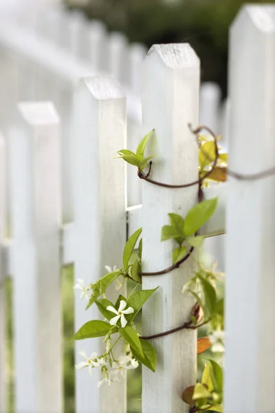 Vine growing on white picket fence. — Stock Photo, Image