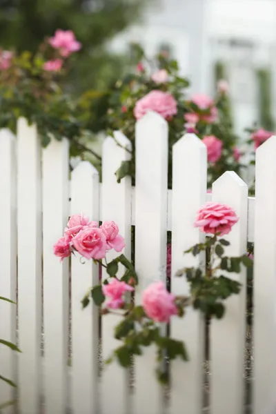 Rose bush over white picket fence. — Stock Photo, Image