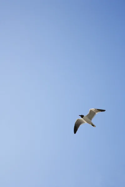 Black-headed Gull in flight. — Stock Photo, Image