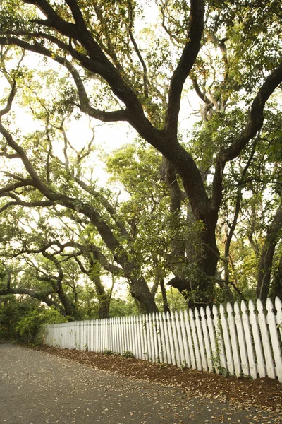 Bílý plaňkový plot se stromy. — Stock fotografie