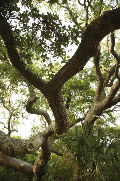 Exuberante escena del árbol . —  Fotos de Stock