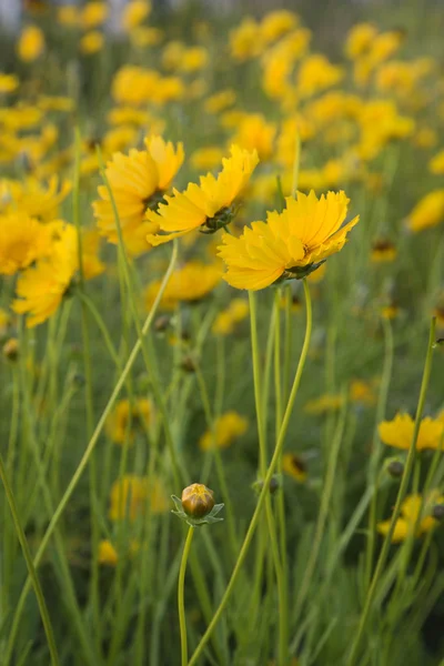 Flores amarelas crescendo selvagem . — Fotografia de Stock