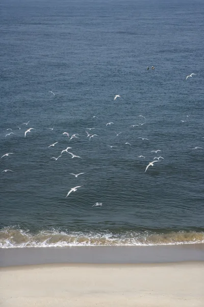 Gaivotas voando na praia . — Fotografia de Stock