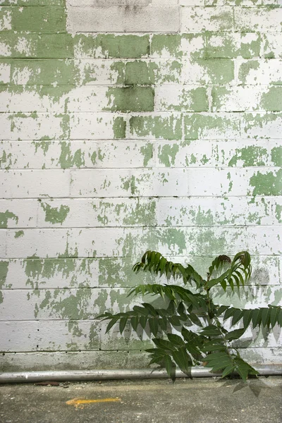 风化的墙和植物. — 图库照片