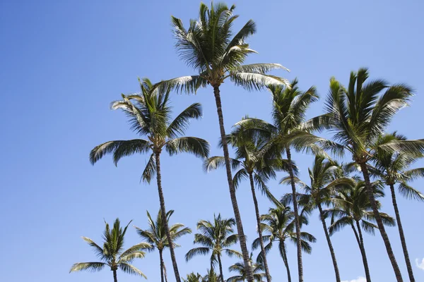 Palmeras contra el cielo azul. — Foto de Stock