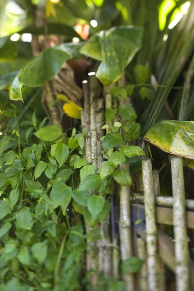 Bamboo fence with green plants. — Stock Photo, Image