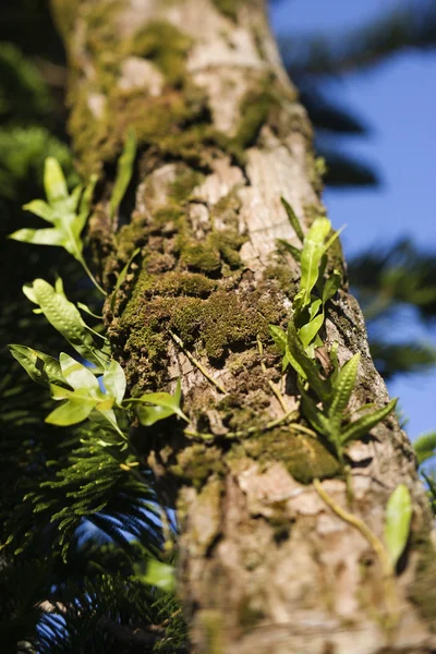 Moss creciendo en el árbol. — Foto de Stock