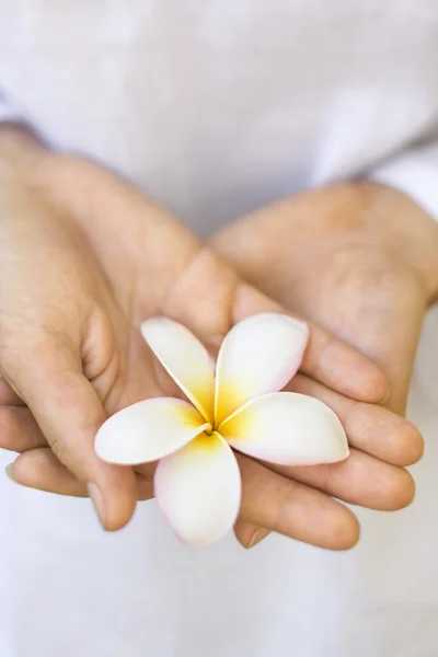 Las manos de la mujer sosteniendo plumeria flor . — Foto de Stock