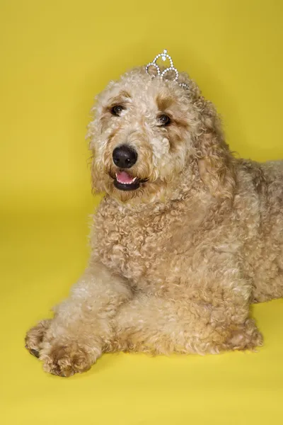 Goldendoodle dog wearing tiara. Stock Picture