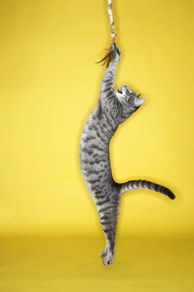 회색 고양이 점프 공격 장난감. 로열티 프리 스톡 사진