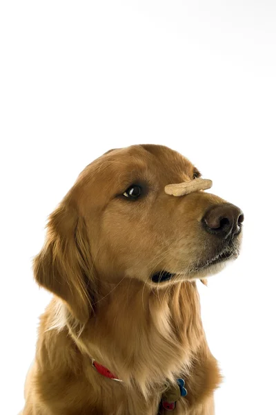 Gâterie équilibrage chien sur le nez . Photos De Stock Libres De Droits