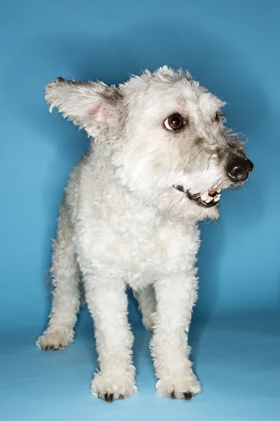 Small white dog portrait. Stock Photo