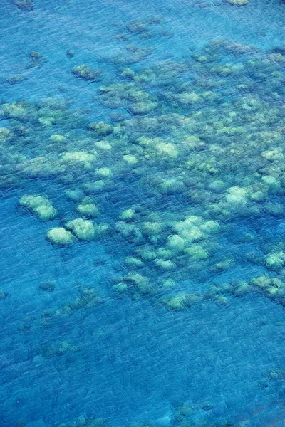 Arrecife de coral hawaiano . —  Fotos de Stock