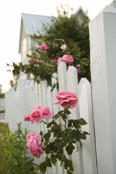 Rosas rosadas creciendo por valla de piquete . Imágenes de stock libres de derechos