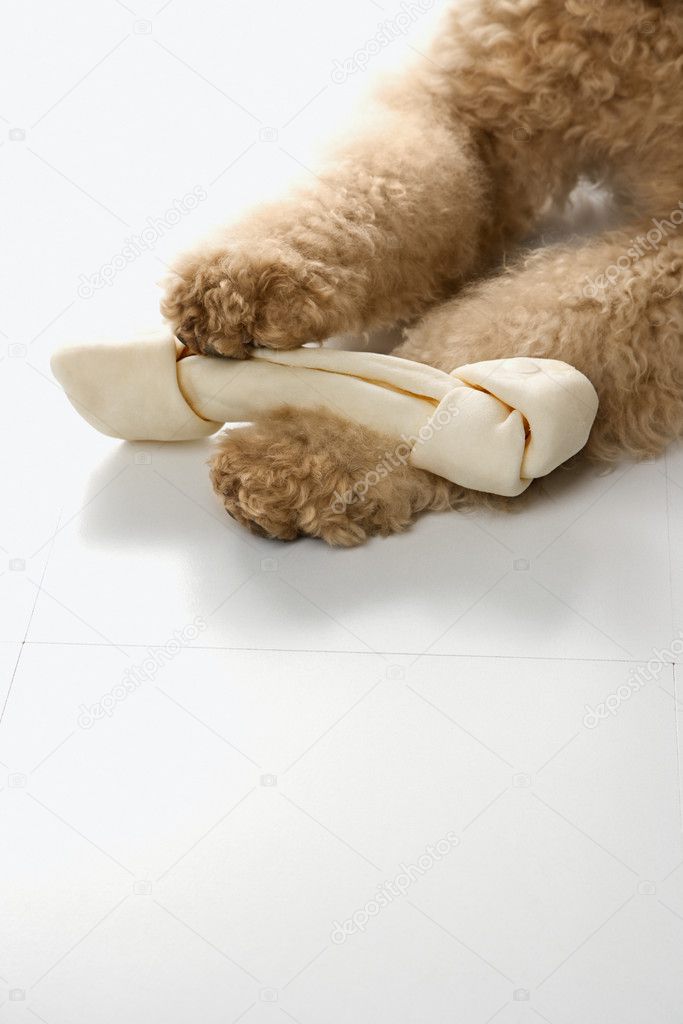 Goldendoodle dog paws holding bone.