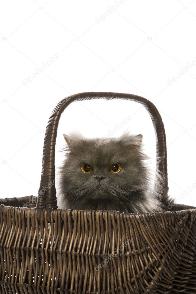 Gray Persian cat in basket.