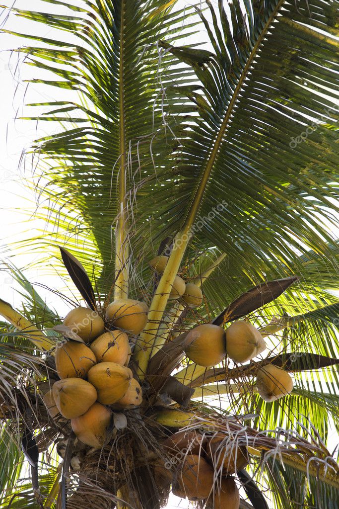 coconut tree full of coconuts. |图库照片08iofoto#9436959
