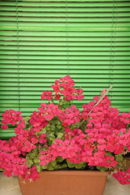 Flowers on window sill. clipart