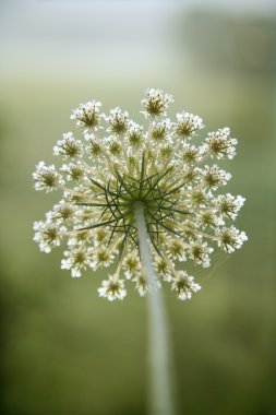 Wild carrot flower. clipart