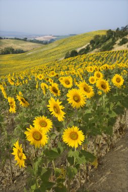 Sunflower field. clipart