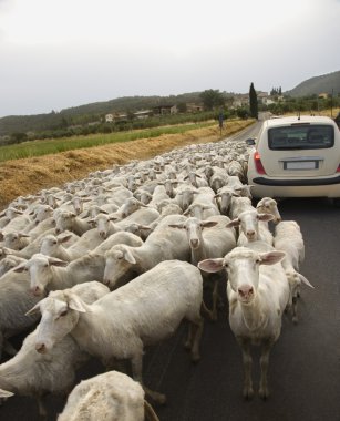 Sheep and Car on Rural Road clipart