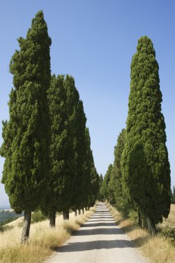 ağaçlı kırsal yol