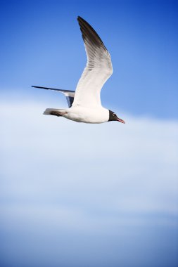 Black-headed gull in flight. clipart
