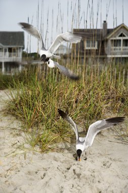 Seagulls swooping onto beach. clipart